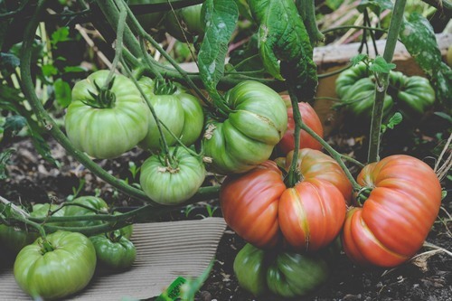 Cherokee Purple: cardboard protects the low-hanging fruit from the ground.