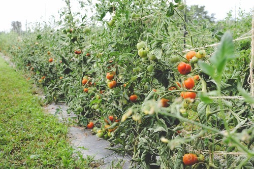 Tomatoes on a t-post and twine trellis