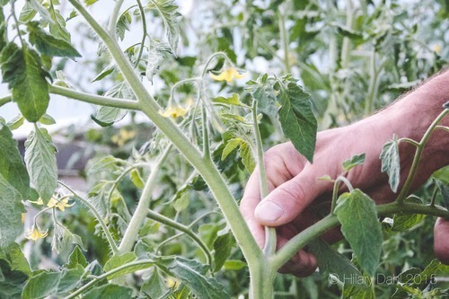 Pruning some of the 'crotch' pieces can help keep a tomato plant light and encourage fruiting.