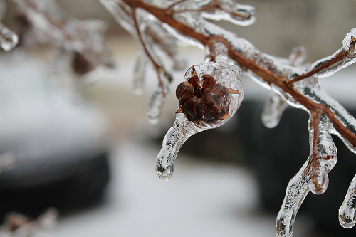ice storm in Nashville