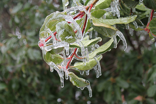 ice storm in Nashville