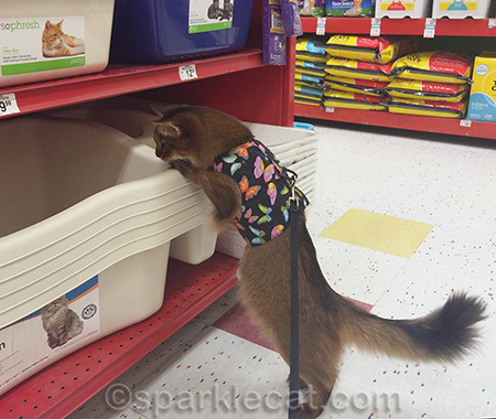 These are MAINE COON sized litter boxes!