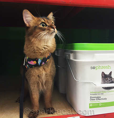 I'm glad my human doesn't bring home a different brand of litter every week!