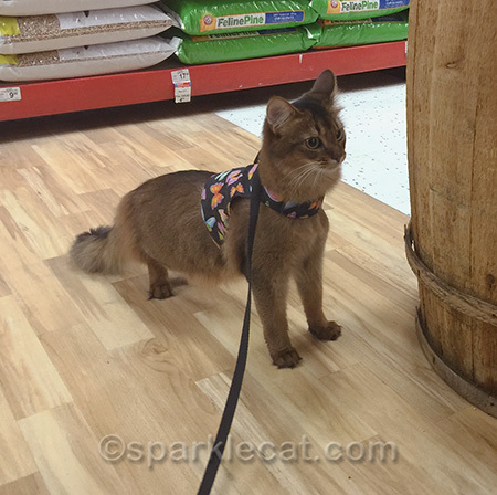 She didn't even buy treats