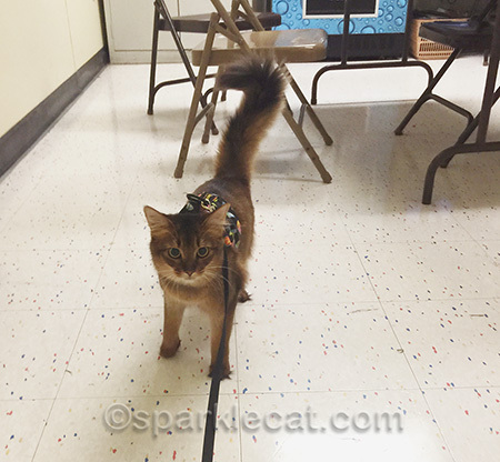 They need to have a kitty in the break room