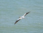 Bird of Passage