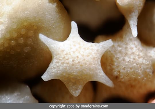 Foraminifera skeleton