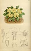 Primrose illustration from an herbal text.