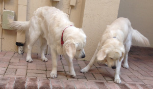 brody_griffin_outside