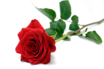 red rose