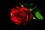 beautiful red rose on black