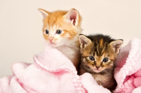 cats-in-the-new-york-times