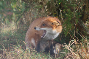 Snarling Vixen
