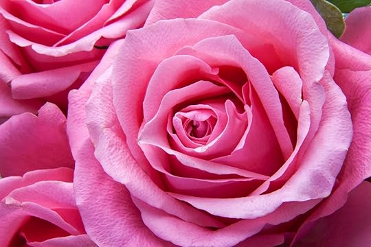 What Is Love? PINK ROSE