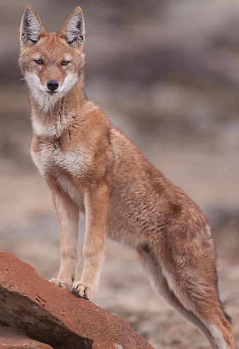 Ethiopian wolf