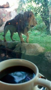 Ngopi sama singa!