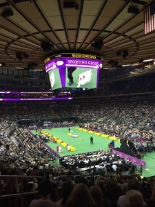 Eighty dollars a seat to watch the dog show on the monitors.