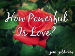 Close-up of a rose with text: How Powerful Is Love?