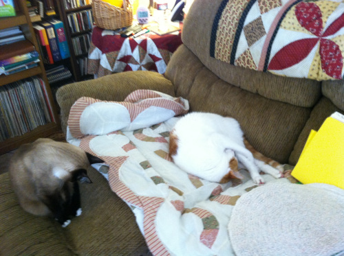 cats on couch IMG_0538