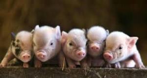 baby pigs