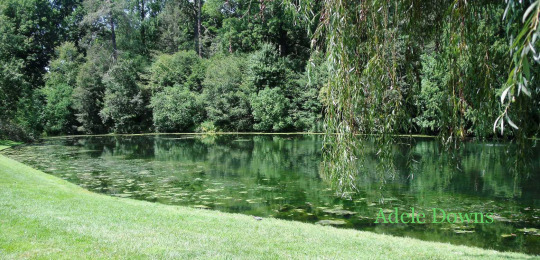 LongwoodGardensLake2 copy