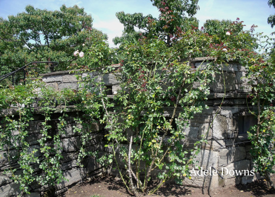 LongwoodGardensRoseWall