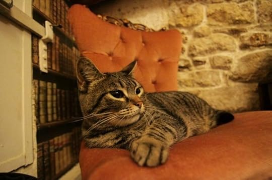 Le-Cafe-des-Chats-paris