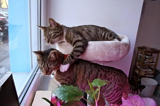 Pee-Pees-Katzencafe-Facebook