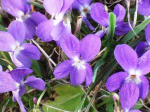 SweetViolets008