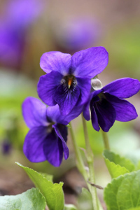 Viola Odorata