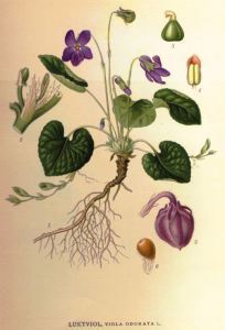 violet