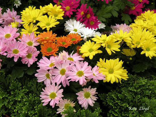 Molbacks-Daisies
