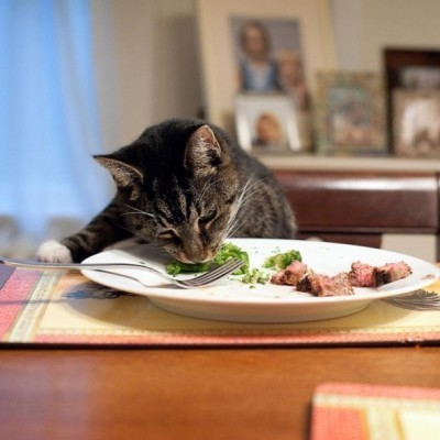 cat_at_table