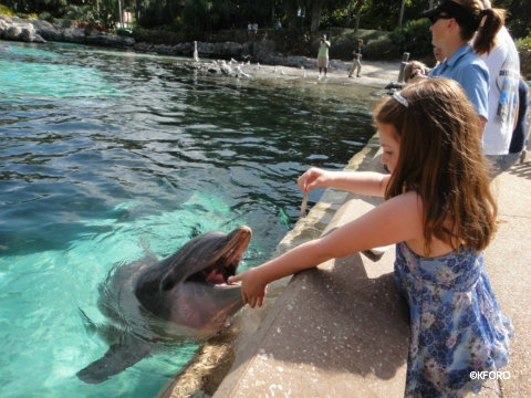 seaworld-dolphin-feeding2