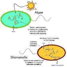Shewanella