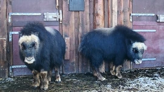 Musk Oxen Calves Norway
