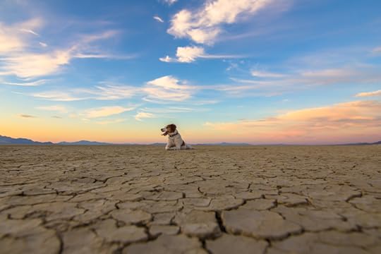 Black Rock Desert and dog