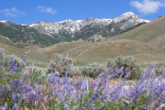 Ruby Mountains wildflowers