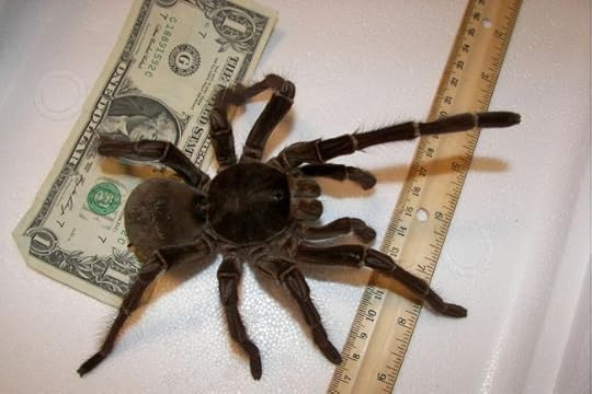 goliath_tarantula