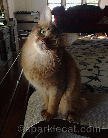 Yes, treats were involved