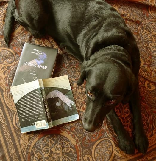 Books by David Abram. Tilly approves.