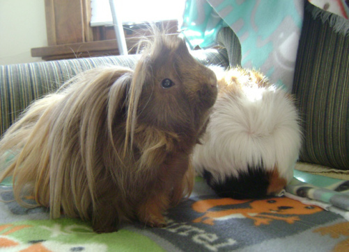 Danger Crumples is expressing that Horace has something to apologize for if he ever turns around. Also, meet Horace. Maybe at some point you���ll see his face. He has one.