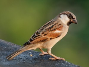 Sparrow