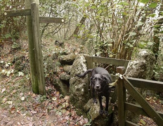 Woodland stile