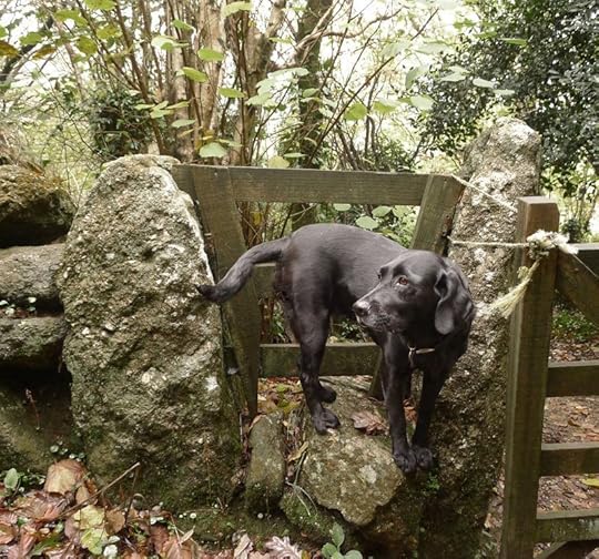 Dog and stile