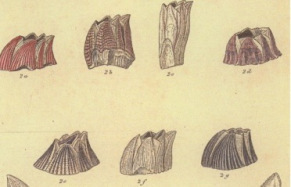 http://taxo4254.wikispaces.com/file/view/darwins_barnacles.jpg/274764236/409x262/darwins_barnacles.jpg