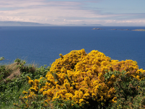 Glens of Antrim, Gorse1