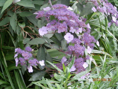 lace-cap hydrangea