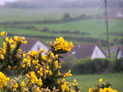 Gorse in bloom