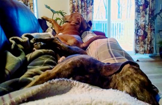 Three Dog Nap